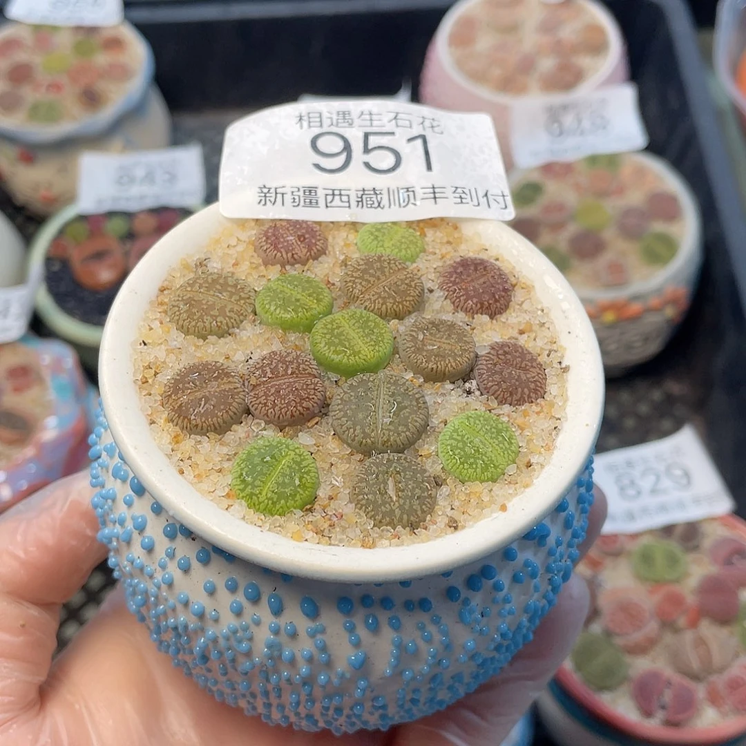 相遇生石花链接951