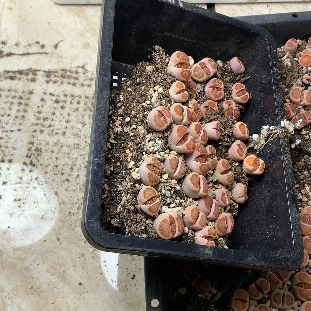 蓝*K261多肉植物保护