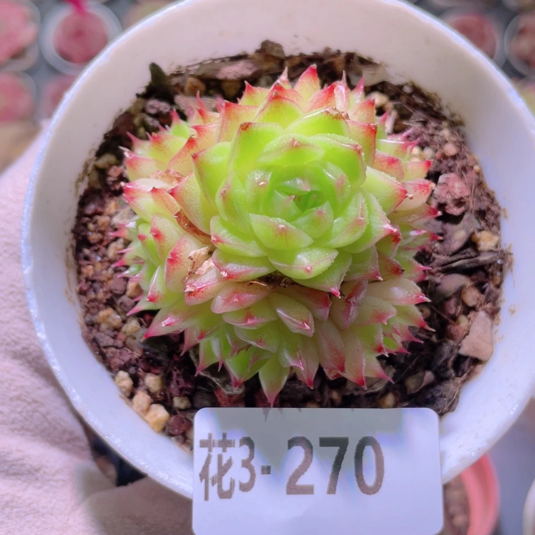 花利美 3-270海王群