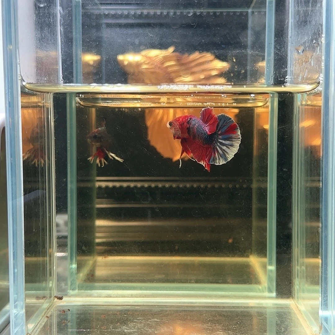 斗鱼活体观赏鱼好养耐活