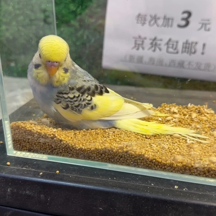 虎皮鹦鹉大头虎皮鹦鹉