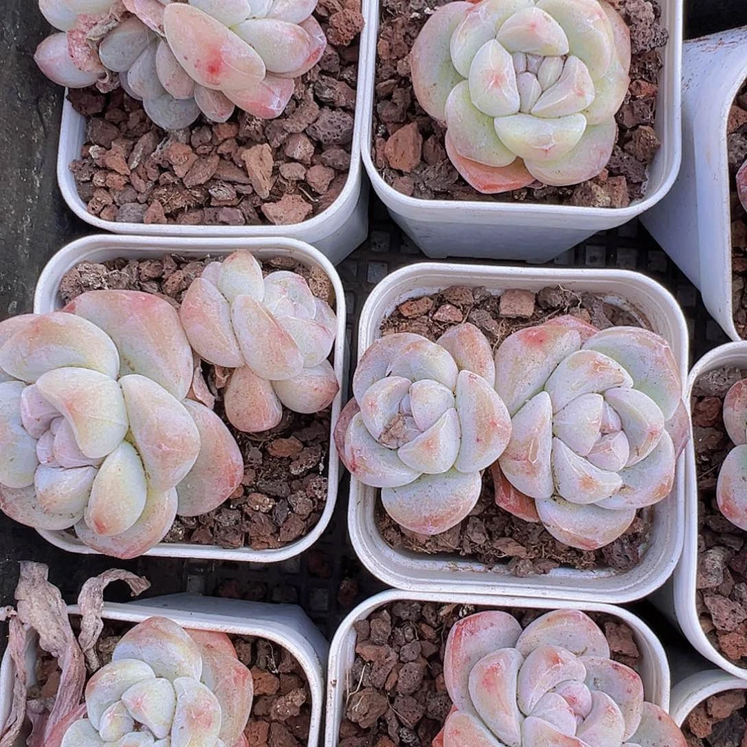 精品冰玉双头2盆19包邮