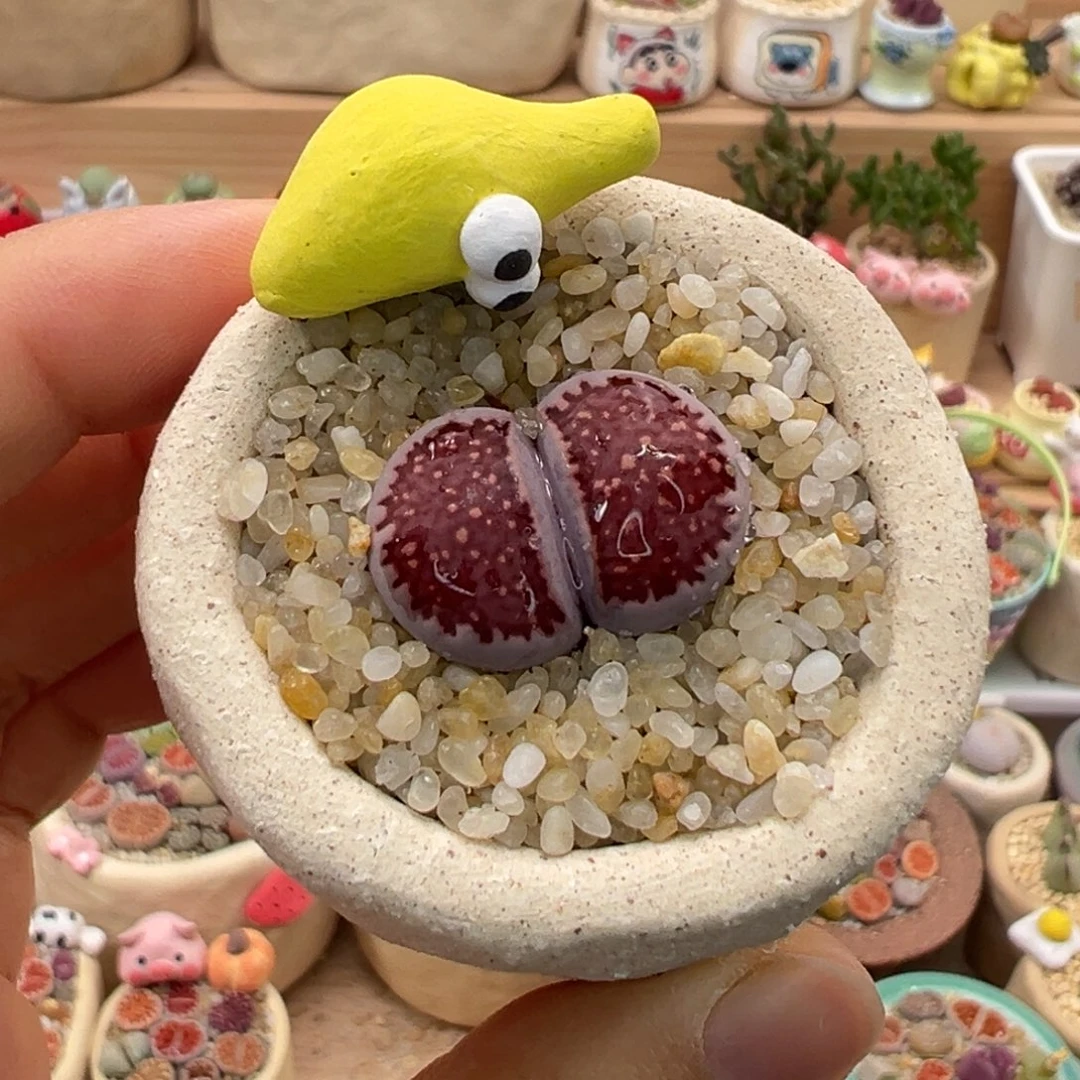 多肉植物26号紫色屁屁花