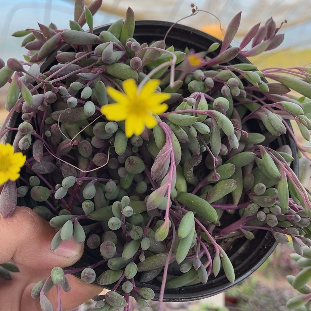 紫玄月两盆原盆原土发货，女神节福利