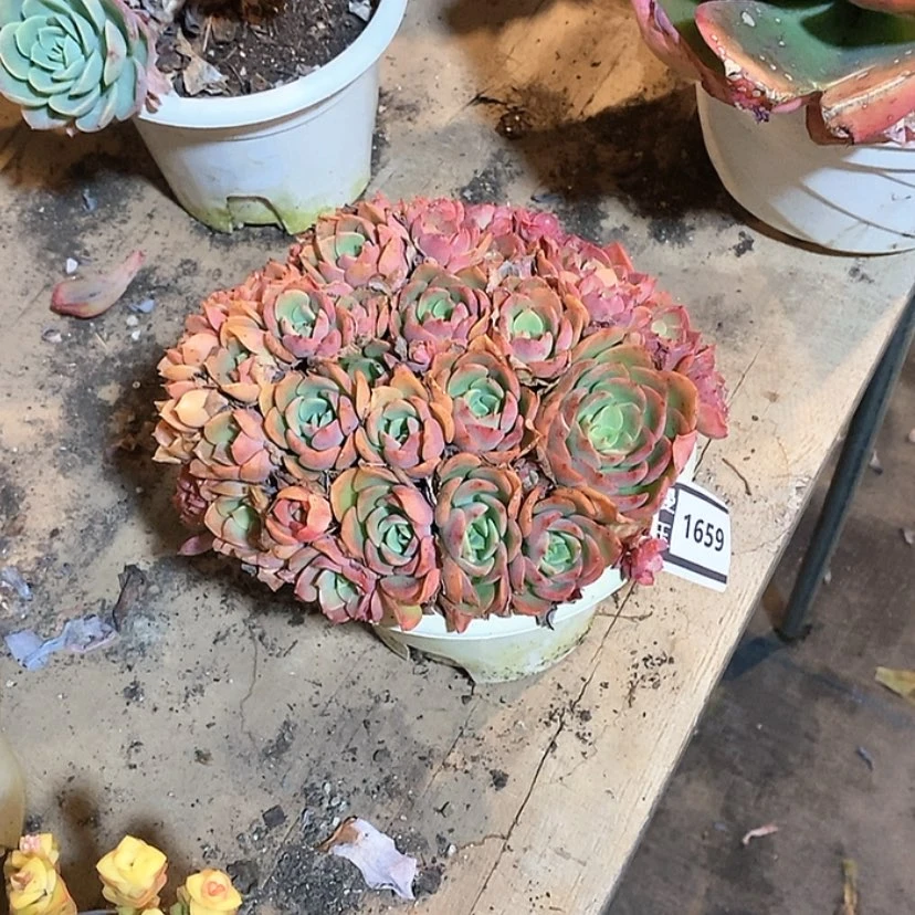 【闪购商品】钦*群高贵1659