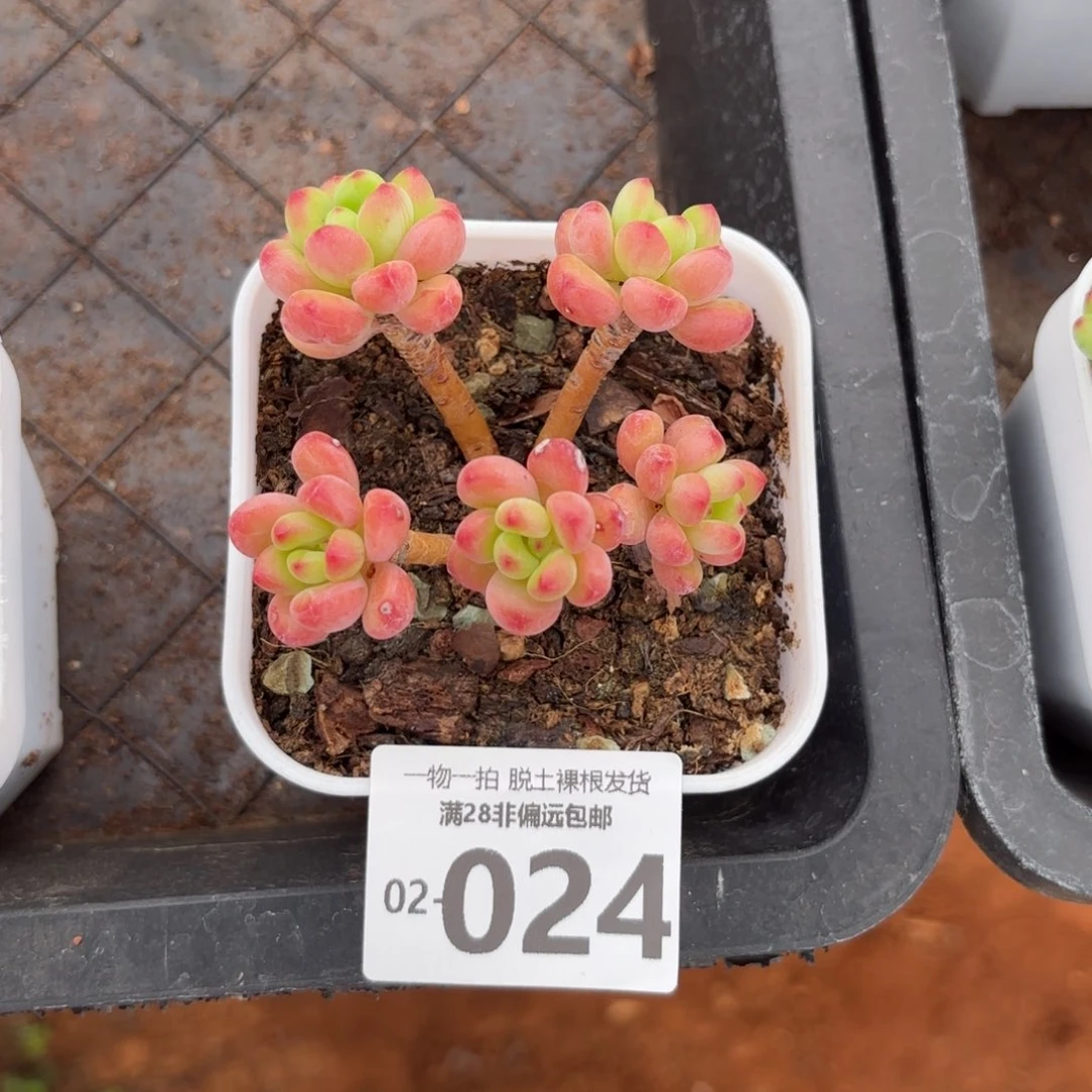 香格里拉老桩多肉多肉