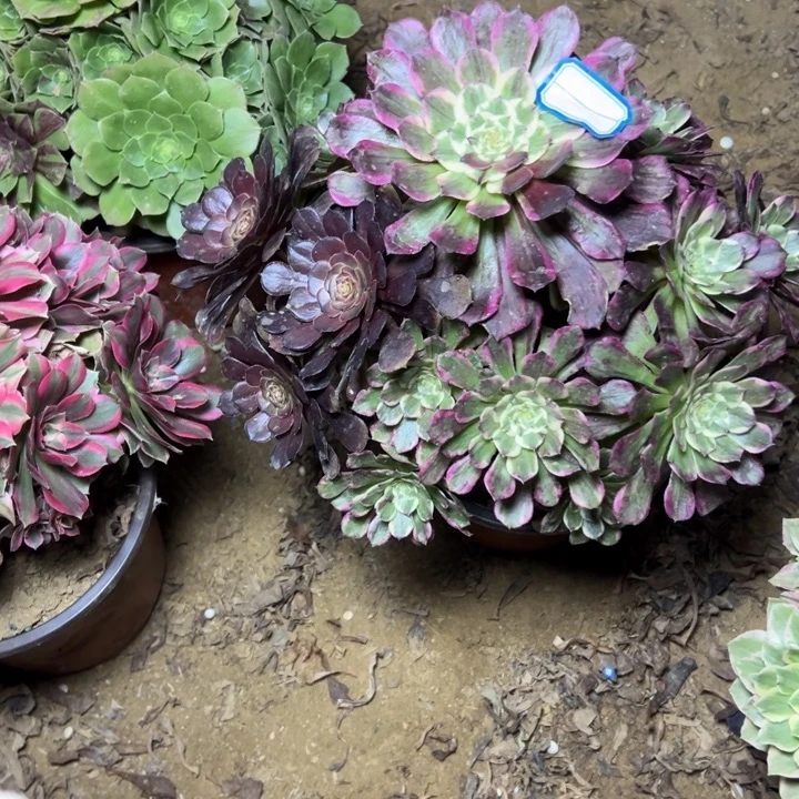 多肉植物紫嫣法师2