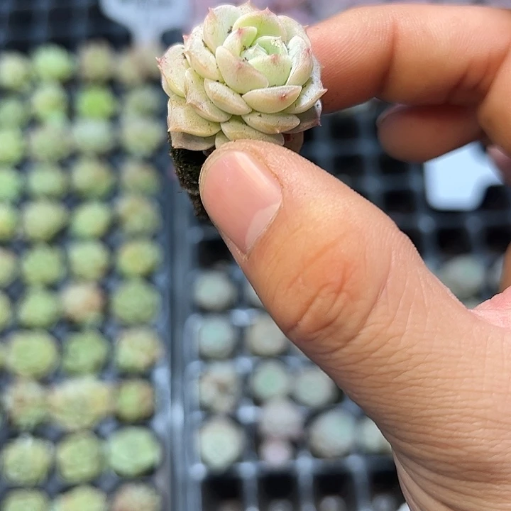 恩宠 满10颗包邮