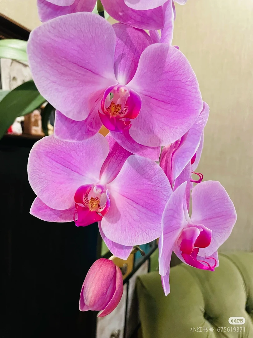 【兰语甄选】（粉冠军）5寸大杯梦幻粉超大花蝴蝶兰苗