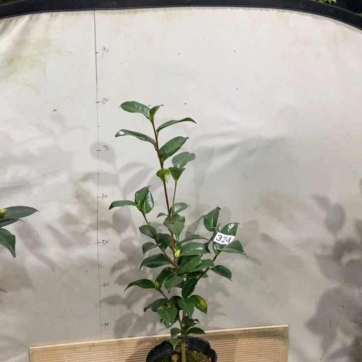 她***笑无花朵324复马带苞