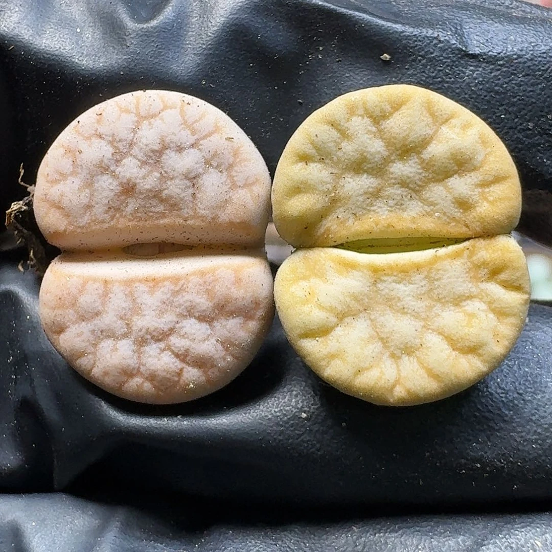 生石花111111。  259