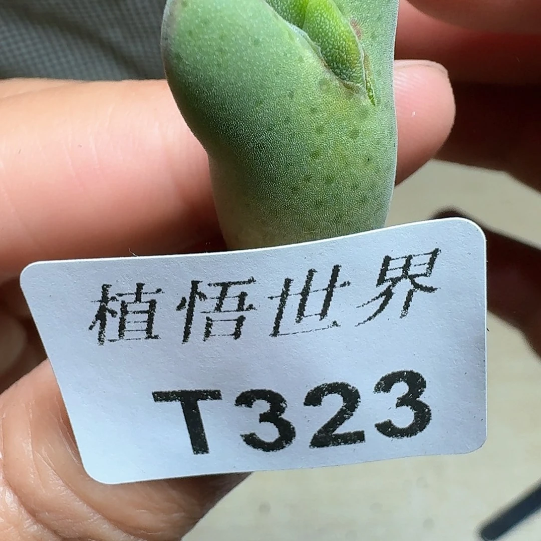 323盒多肉植物哇f f