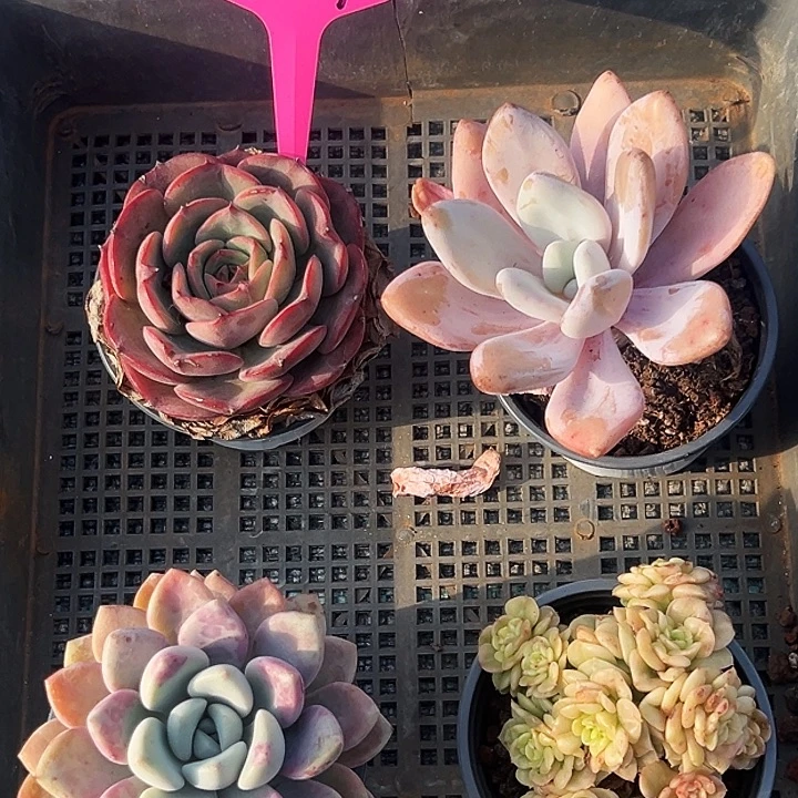 00331号框。福利多多