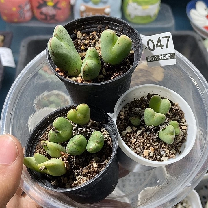 47大舅生石花肉锥