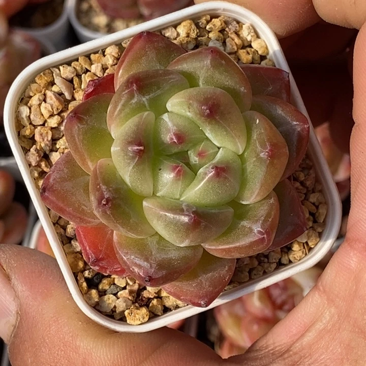 天官赐福百无禁忌