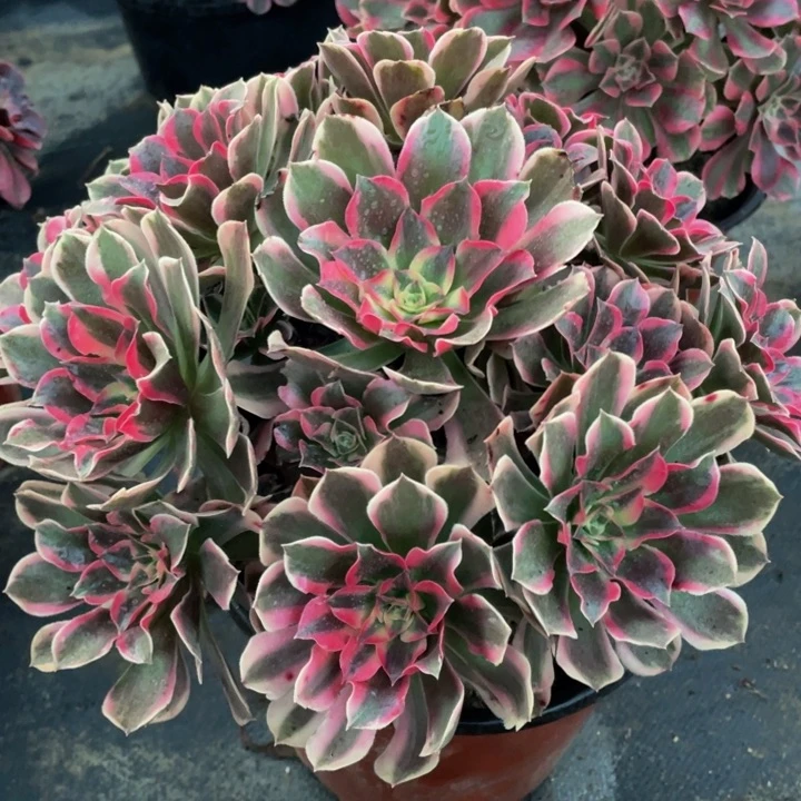 467皇后精品法师多肉