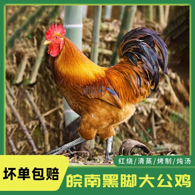 皖南黑脚大公鸡1.5kg-1.7kg/只*1只鸡肉同城送