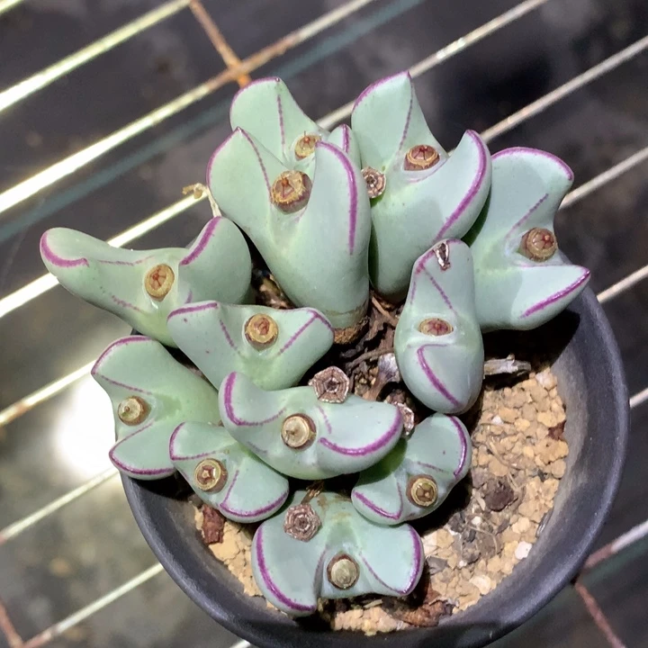 精品多肉植物精品多肉植物