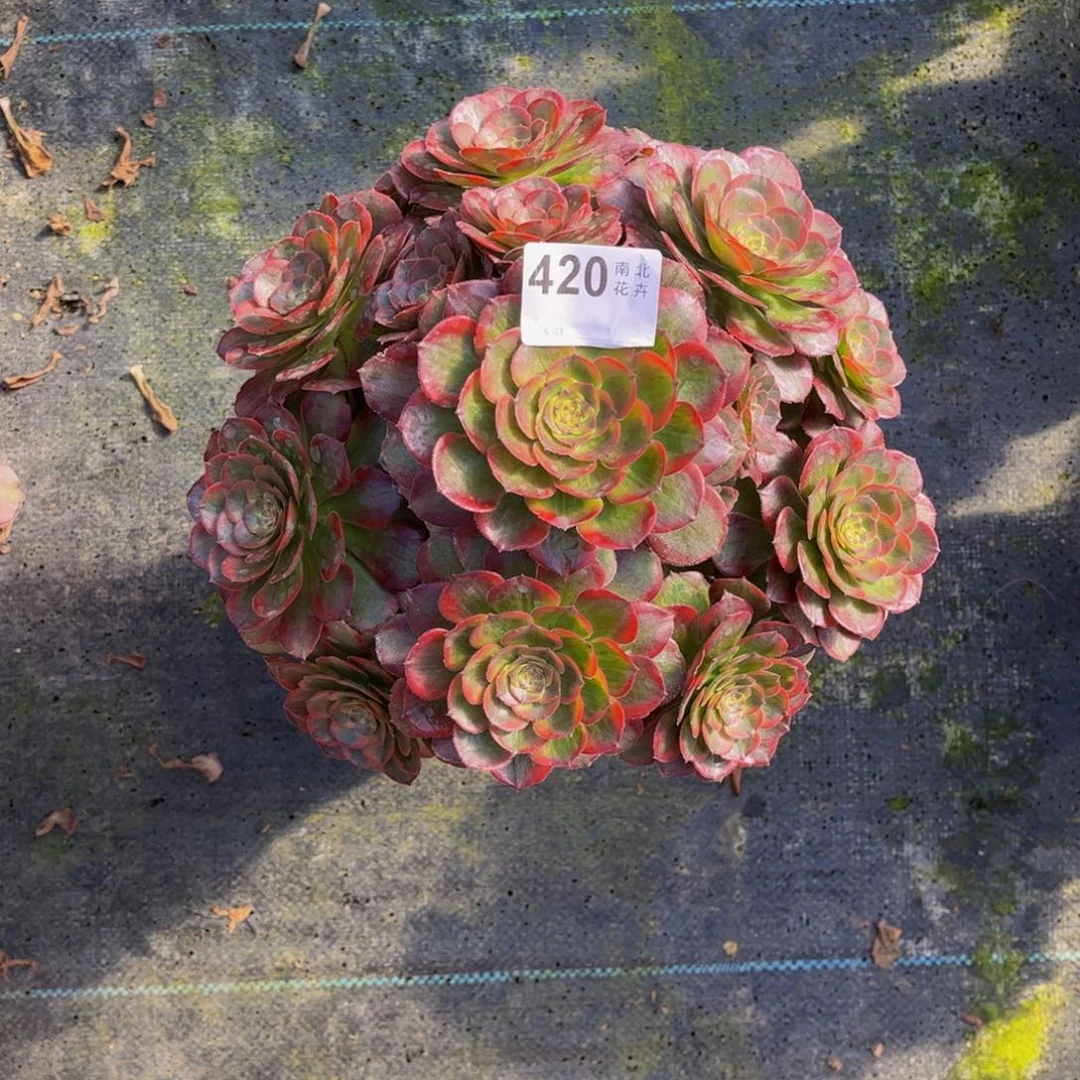 多肉火狐000000420