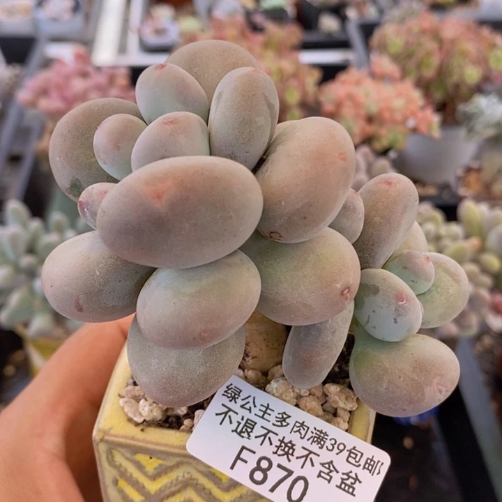 黄金大叶奶870多肉植物