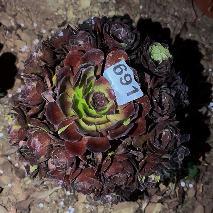 691花花公子多肉植物