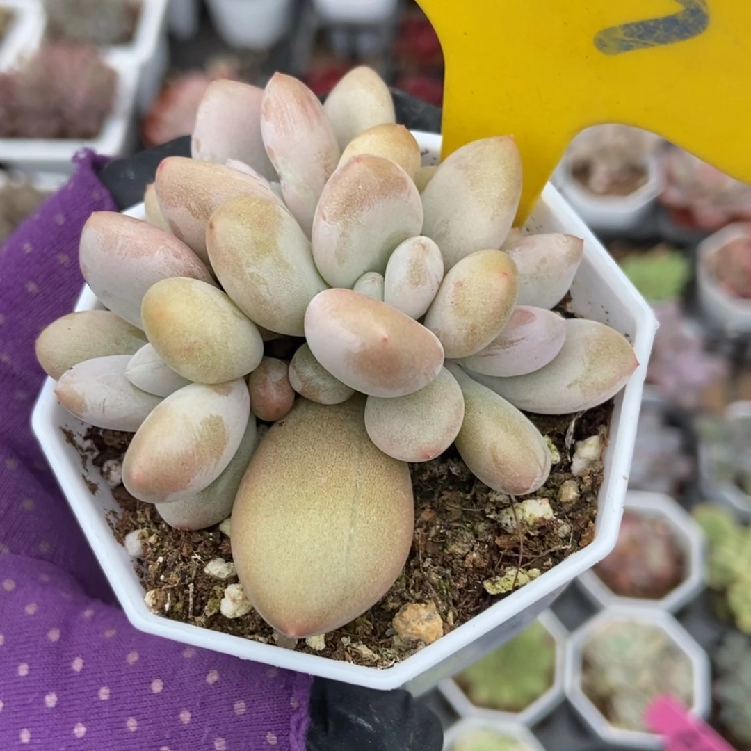 953原始虞美人多肉植物