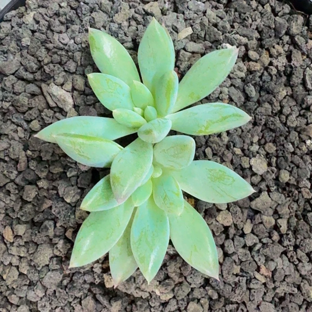 人鱼公主 双头 一物一拍