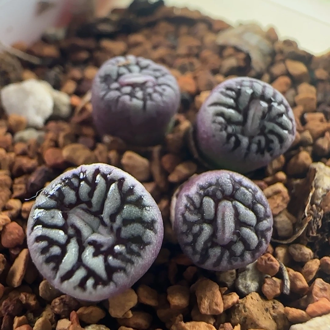 1720/超墨/四头//