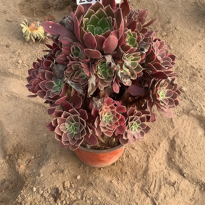 无花朵256金丝缺多肉植物一颗