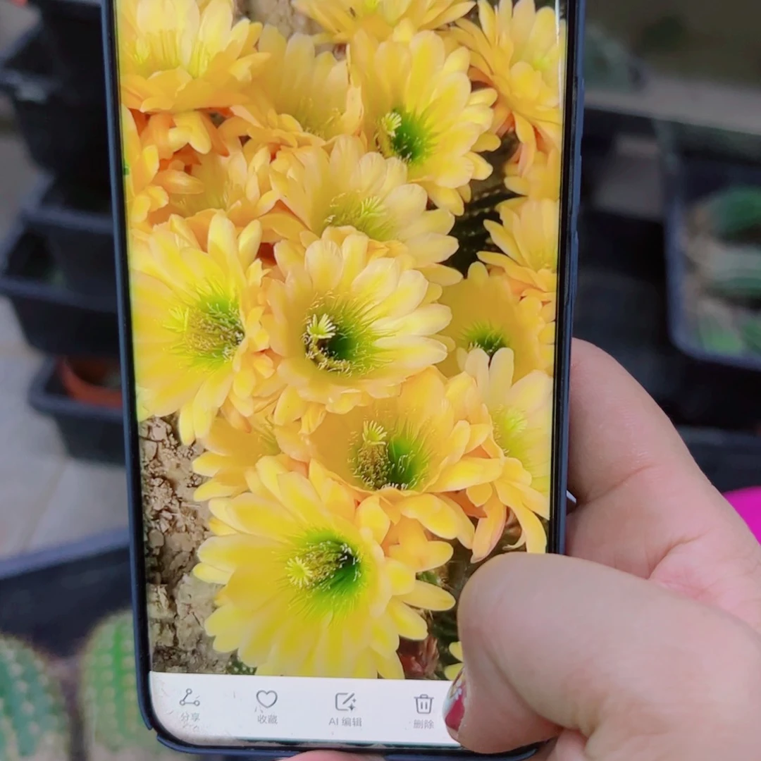 下31毛绿眼睛根歪6公分左右脱土发货20包邮