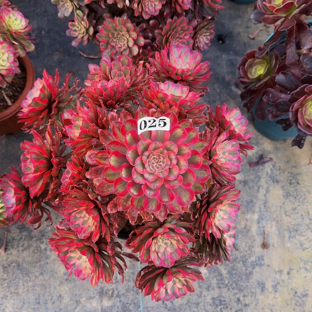 025粉霞多肉植物