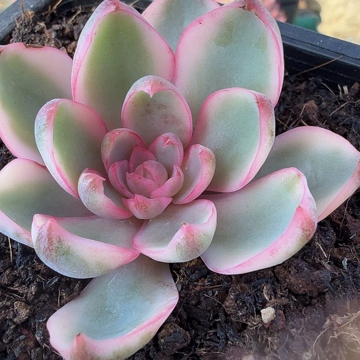 赫拉锦多肉锦植物