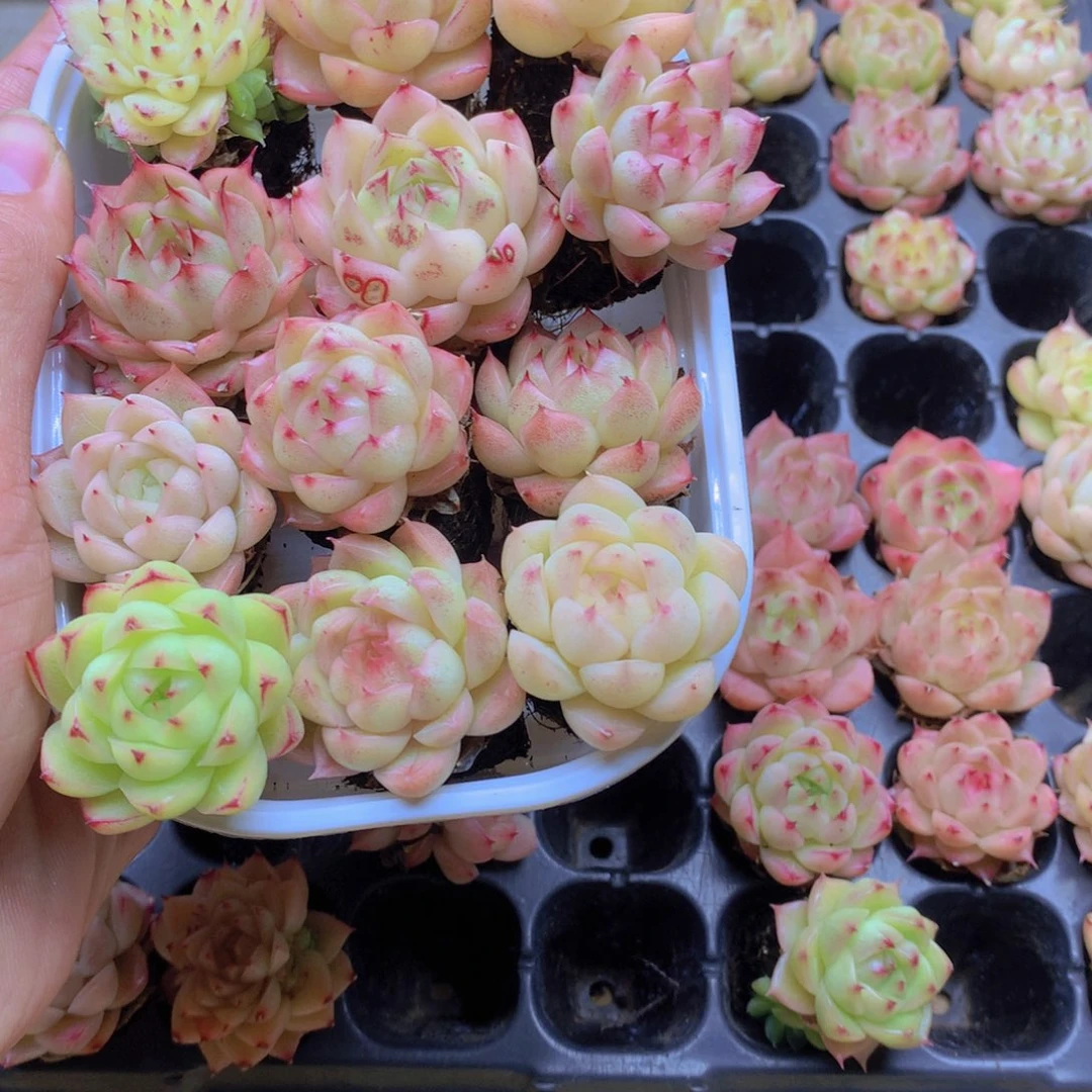 我要去看你了啊你是066