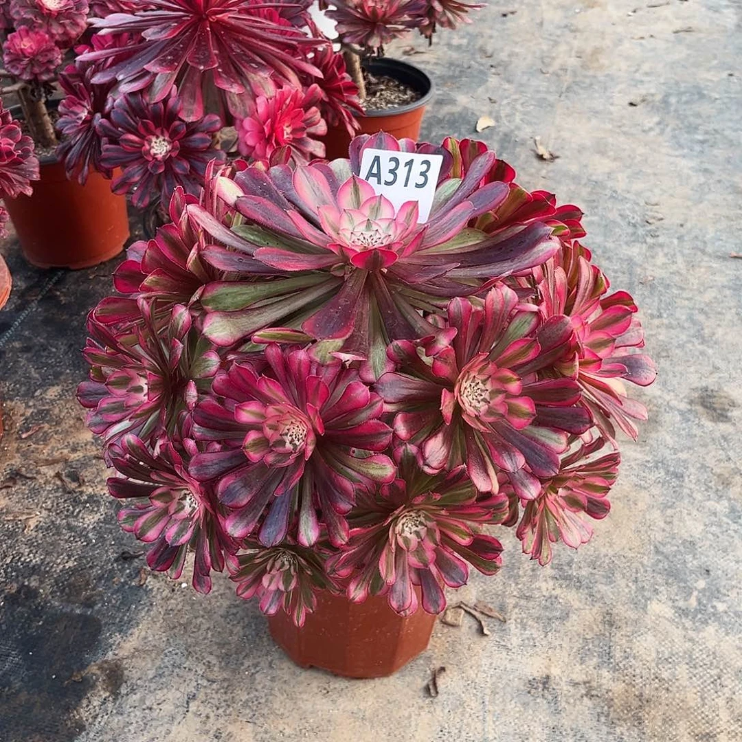 多肉植物红铜白313多肉