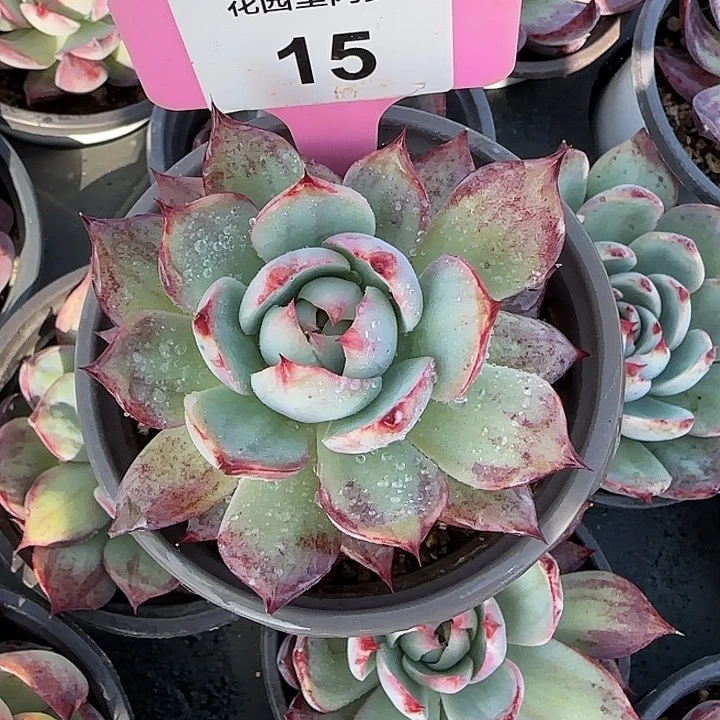 15 惊鸿仙子多肉植物7-9cm