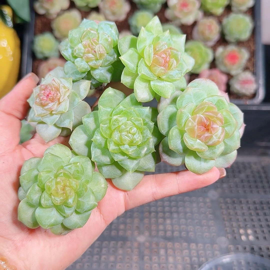 1012--155一物一拍