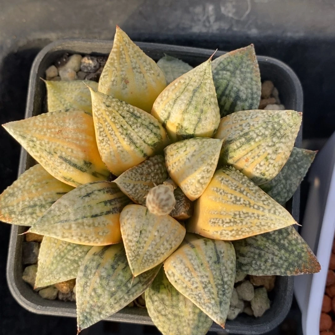 一颗实生白银锦。