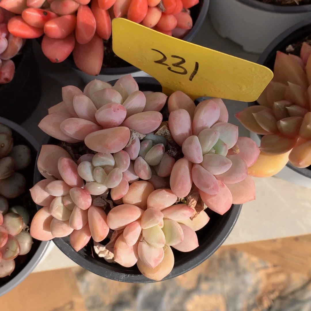 奶糖626262626262626