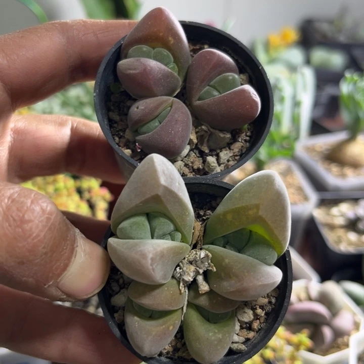 可爱多肉嘟嘟无比玉001