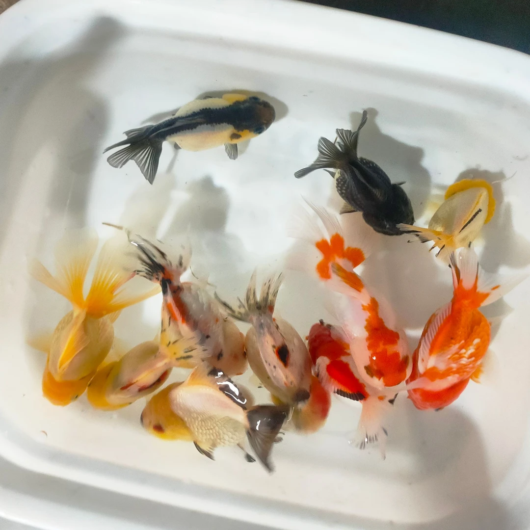 好养耐活观赏金鱼招财观赏鱼百褶泰狮玛丽好养