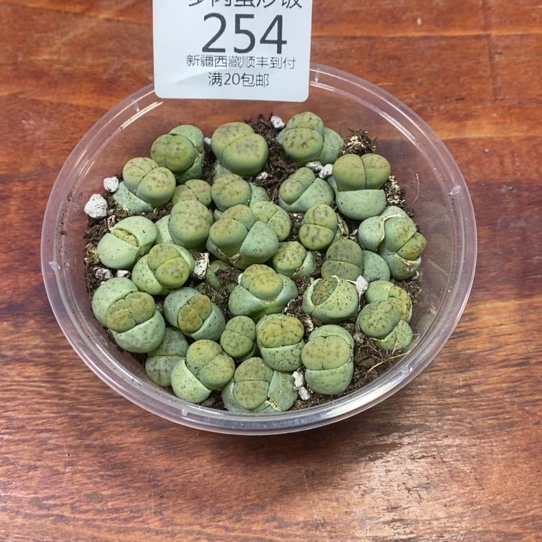 多肉蛋炒饭，感谢您相伴254