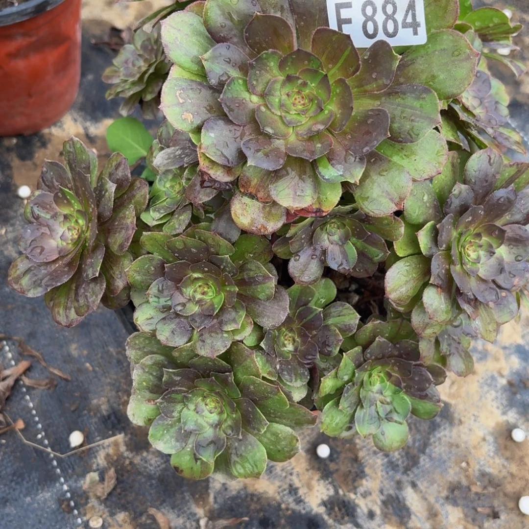 884多肉植物捧花的