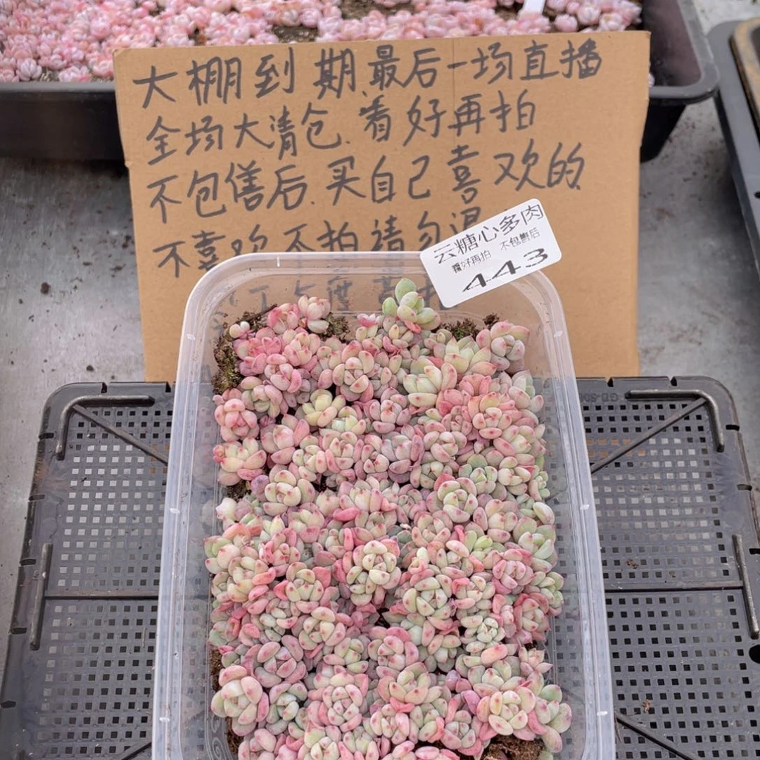 云糖心多肉植物443