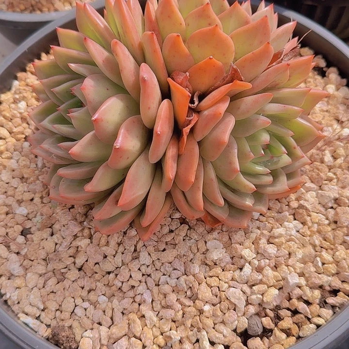 0449香槟多肉植物