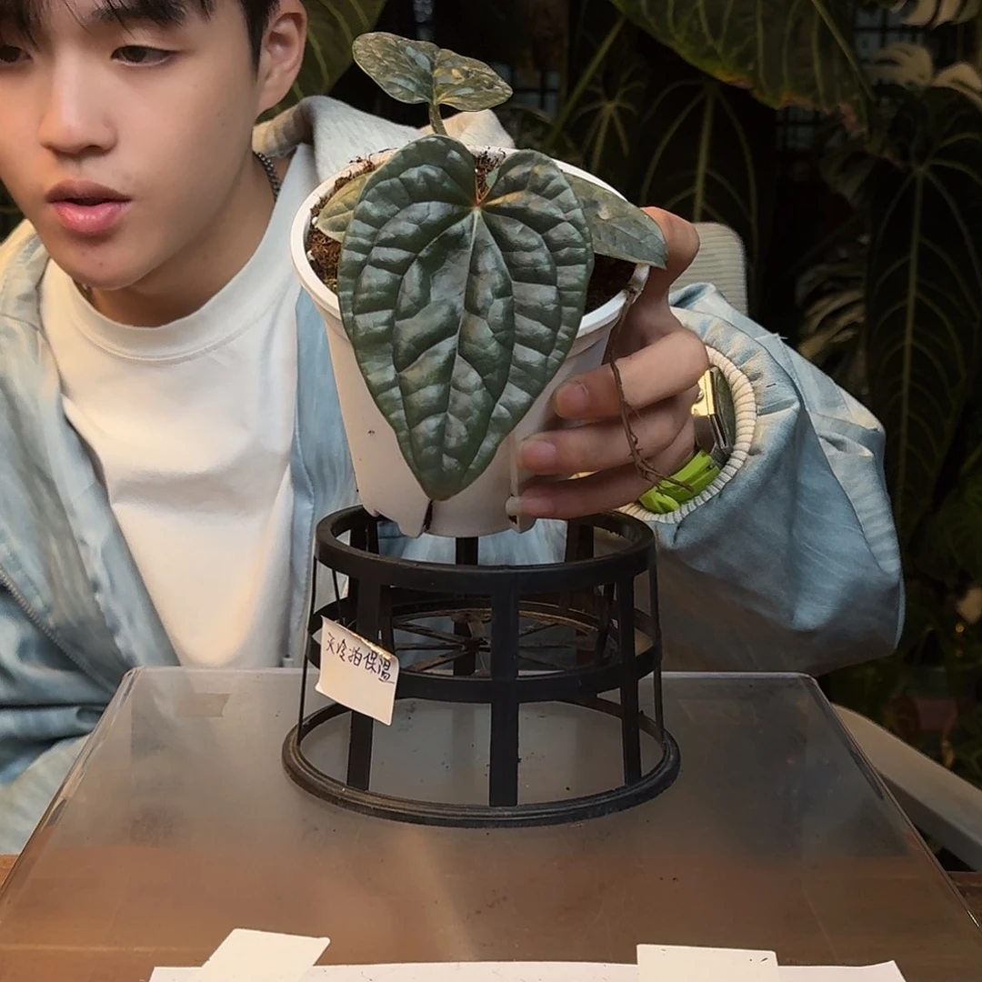 完全开放W170籽播奢华