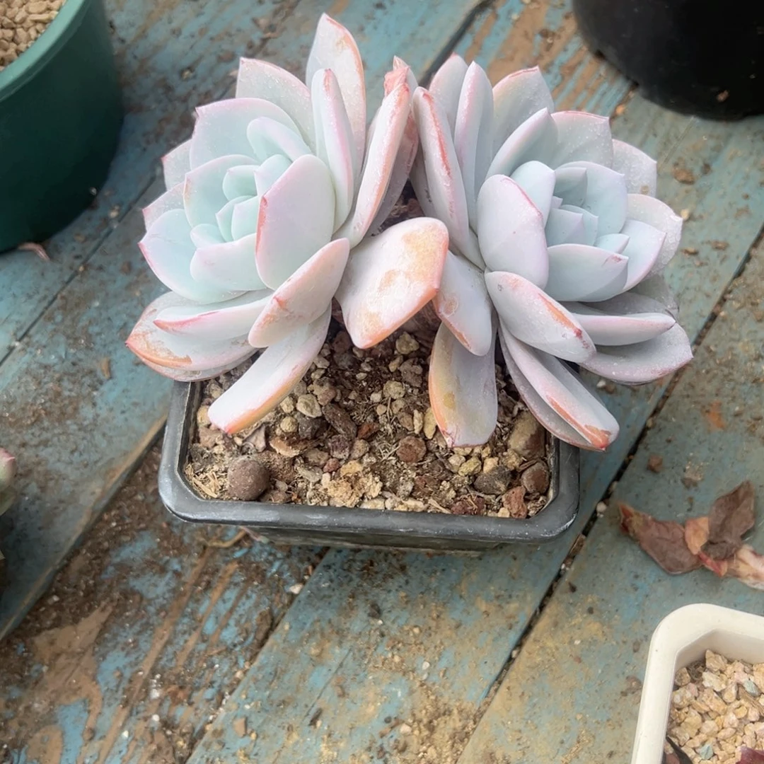 精品多肉老桩奶茶
