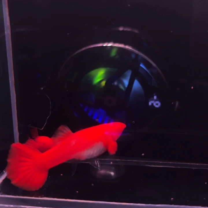 孔雀鱼通背包肚双粉水1对