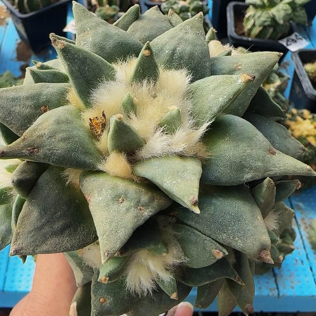 青瓷群头287仙人球