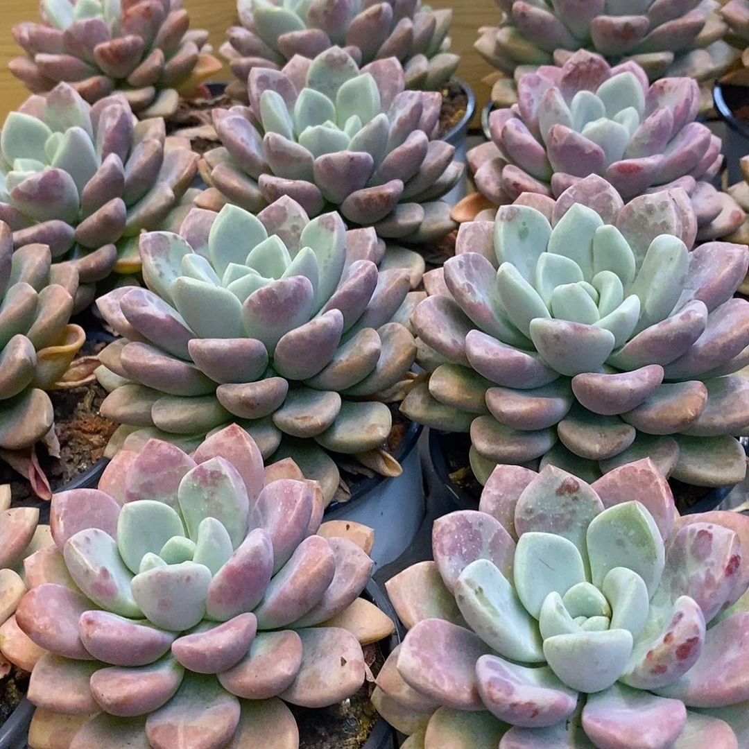 129。单头花班鹿。福利多多