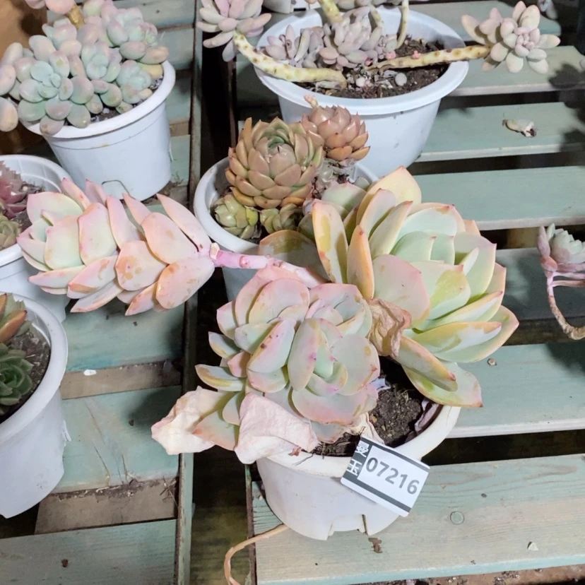 【闪购商品】百*果白凤缀07216